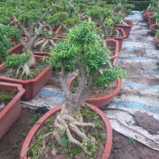 Cây Mai Chiếu Thuỷ Bonsai