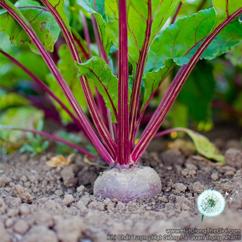 Hạt giống củ dền đỏ 2gr