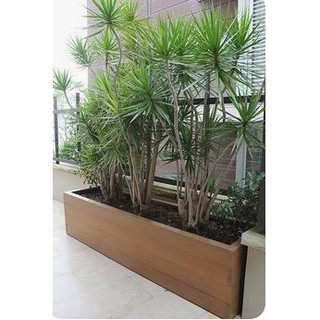 Chậu gỗ trồng cây (không chân) I Decor, tiểu cảnh