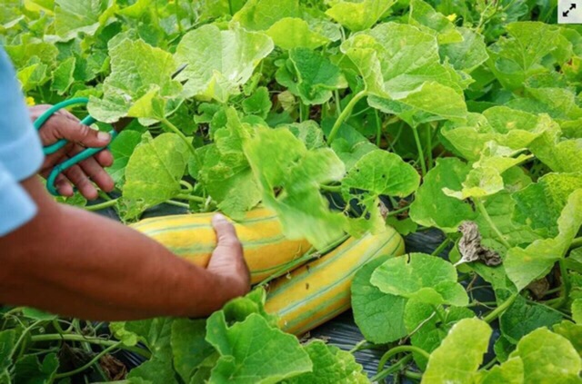 Hạt giống dưa gang nhập khẩu, dưa Thái Lan, Dưa vàng rất thơm và giòn