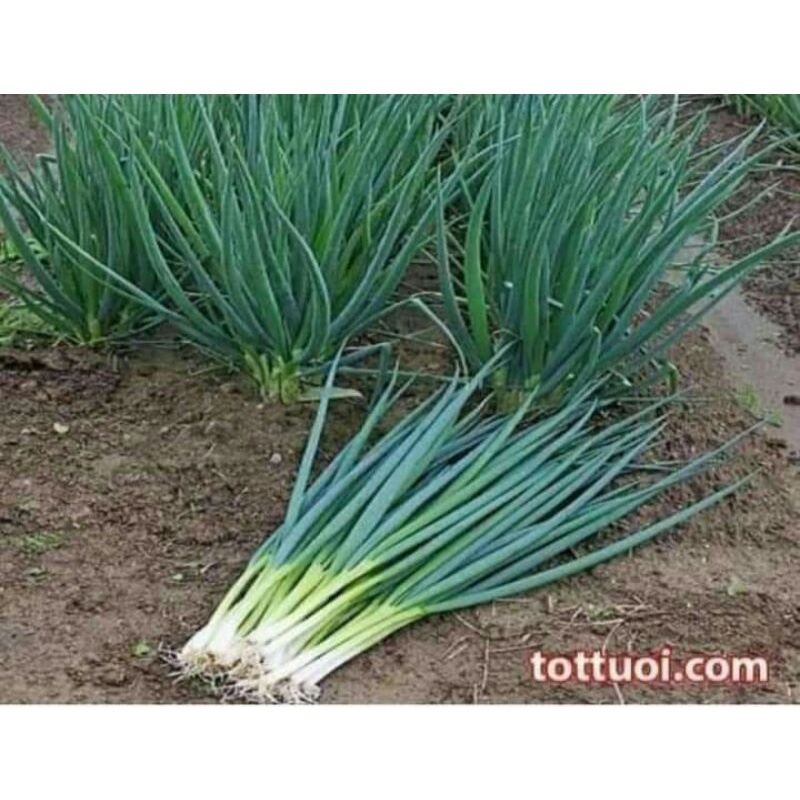Hạt _giống _hành_ lá