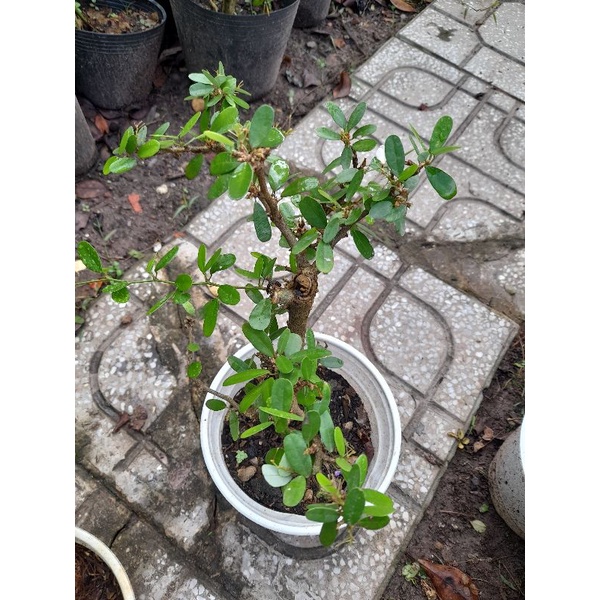 Cây linh sam hoa hồng phấn hoa thơm hiếm