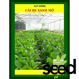 [GIỐNG CHỊU NHIỆT] 50G - Hạt Giống Cải Bẹ Xanh Mỡ