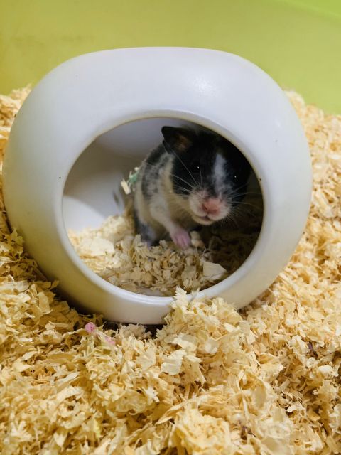 Nhà lỗ tròn sứ cho Hamster và Pets