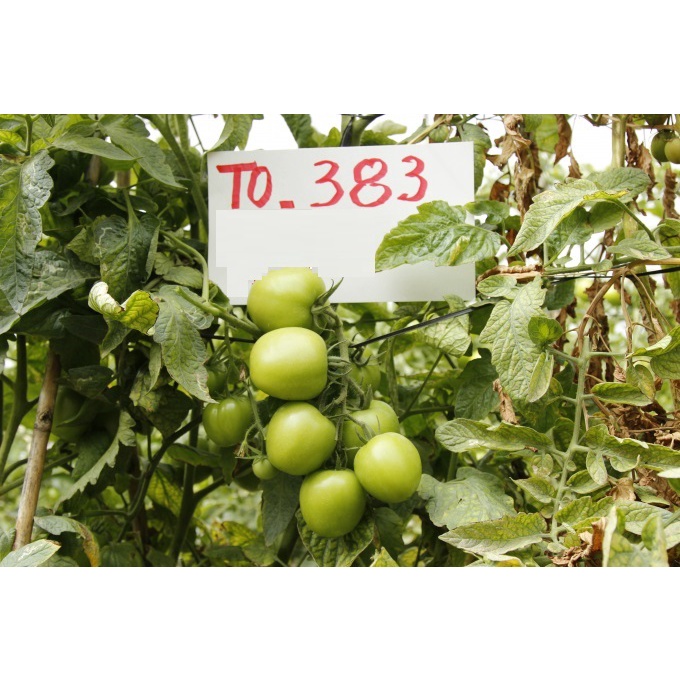CÂY GIỐNG CÀ CHUA TO 383 GHÉP # MUA 10 CÂY TẶNG 1 CÂY CÙNG LOẠI_ KÈM PHÂN BÓ CAO CẤP HỮU CƠ CÁ HỒI NAUY