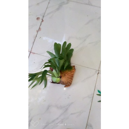 Cây ổ rồng