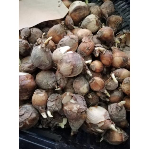 Củ giống hoa thủy tiên