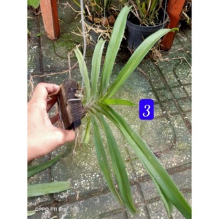 Lan chồn tím ghép gỗ thuần khoẻ