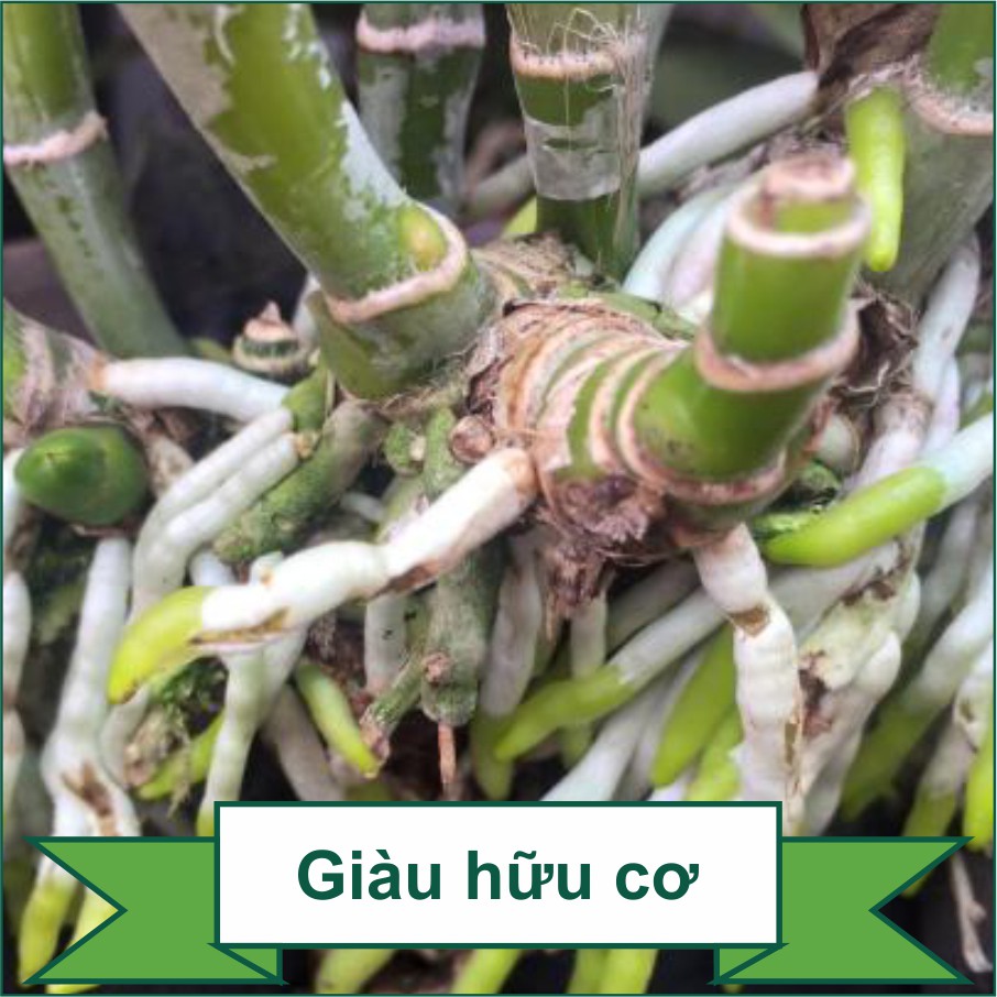 Phân trùn quế chậm tan cao cấp