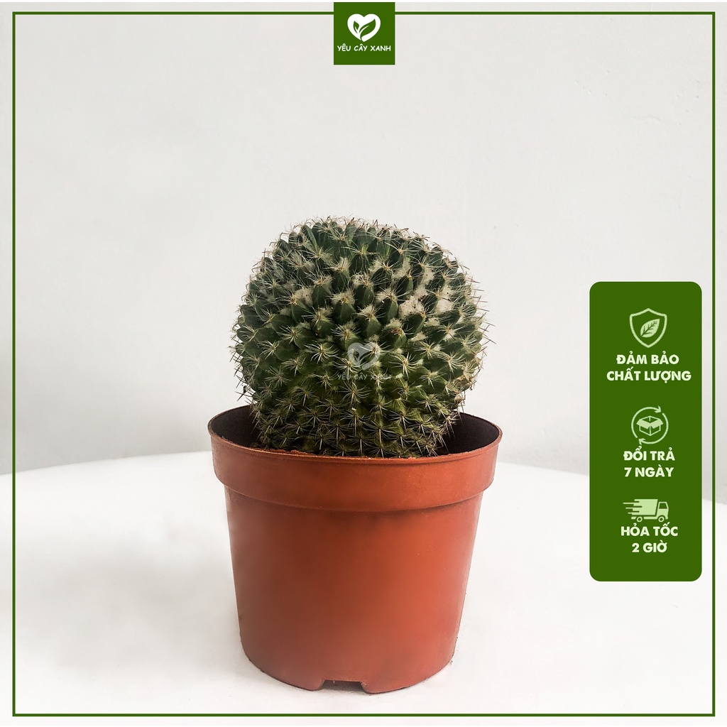 Cây Xương Rồng Bánh Sinh Nhật Tròn