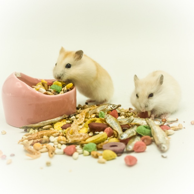 Thức ăn hamster cao cấp tổng hợp (trái cây, rau củ, hải sản) chuột hamster, sóc, thú cưng nhỏ