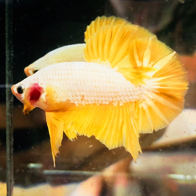 BETTA RỒNG VÀNG ( trống )