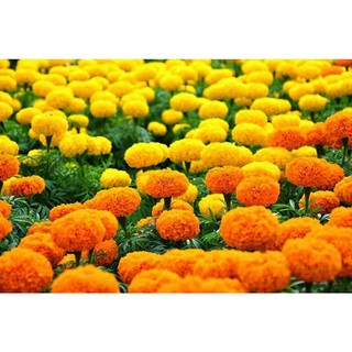 [HOT] Hạt Giống Hoa Cúc Vạn Thọ Mỹ (Mix) - 50 hạt