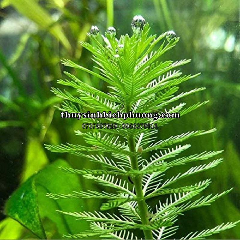 1 NGỌN CÂY RONG XƯƠNG CÁ THỦY SINH KHÔNG CẦN CO2