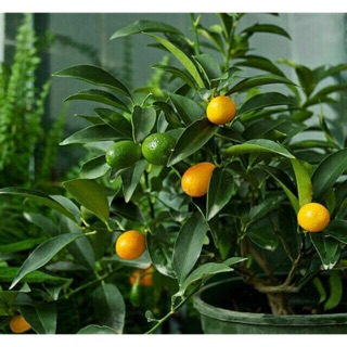 Cây tắc/ quất ngọt/ kim quất đang có trái dùng làm mứt hoặc thảo mộc- Cây hoa kiểng Đồng Tháp