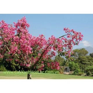 CÂY MỸ NHÂN