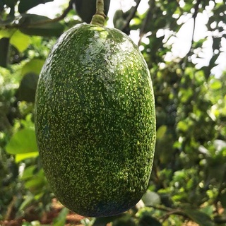 Cây giống Bơ CuBa trái to đầu dòng.