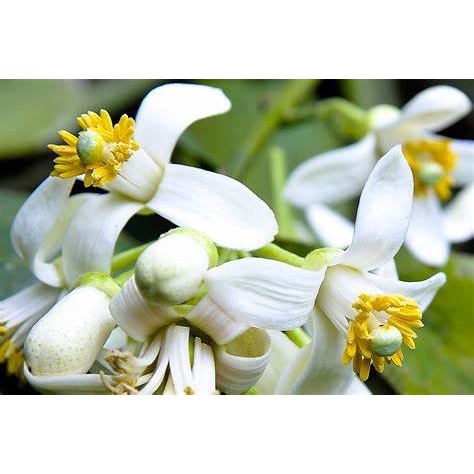 GRAPEFRUIT BLOSSOM