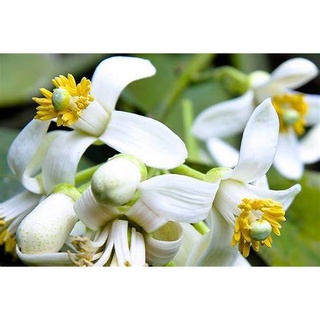 Grapefruit blossom
