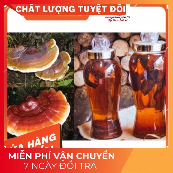 (Dược Liệu Quý) [FREE SHIP] 500g Nấm Lim xanh rừng Tây Bắc chuẩn rừng tự nhiên hỗ trợ bênh gout | BigBuy360 - bigbuy360.vn