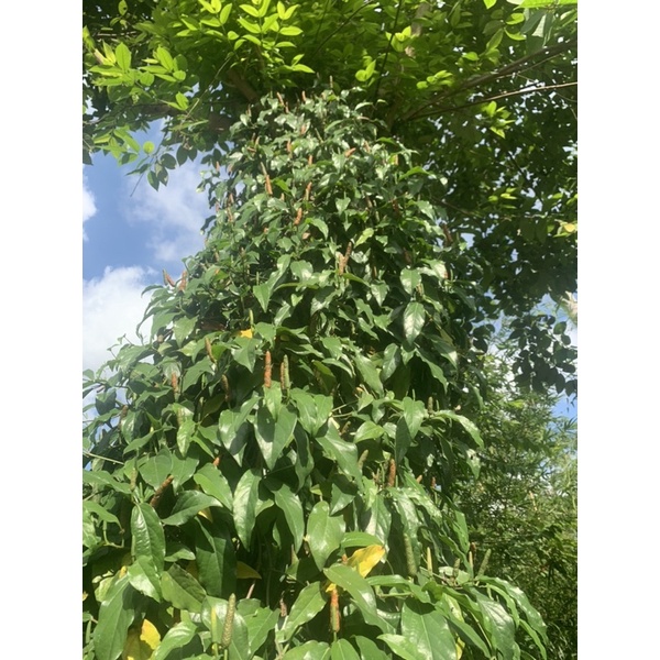 Tiêu lốp tươi khô loại 100g