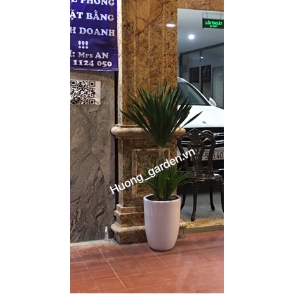 Chậu sứ bom trồng cây size lớn