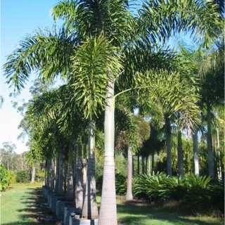 Cây 🌲 Cau đuôi chồn 1m7