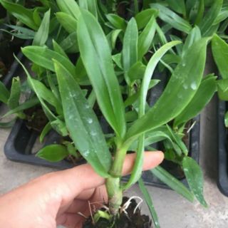 Hoa phong lan Dendro nắng cây giống