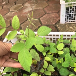 Cây giống đậu biếc