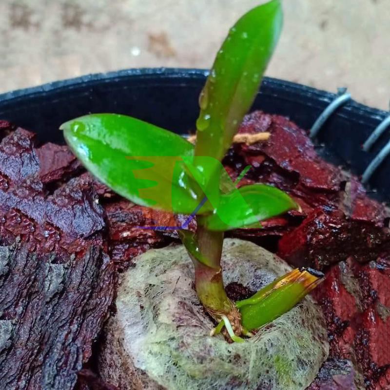 Hộp 500 Viên nén xơ dừa ươm hạt giống, Viên nén mụn cám dừa ươm cây con, Viên nén sơ dừa ươm cây non