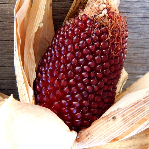 HẠT GIỐNG NGÔ DÂU TÂY MINI