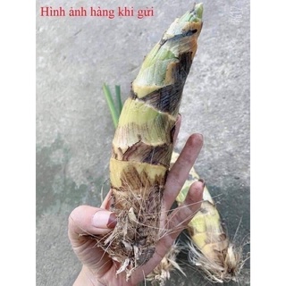 Hoa Lan Thiên Nga Đột Biến Sỉ 5k(set 5 củ)