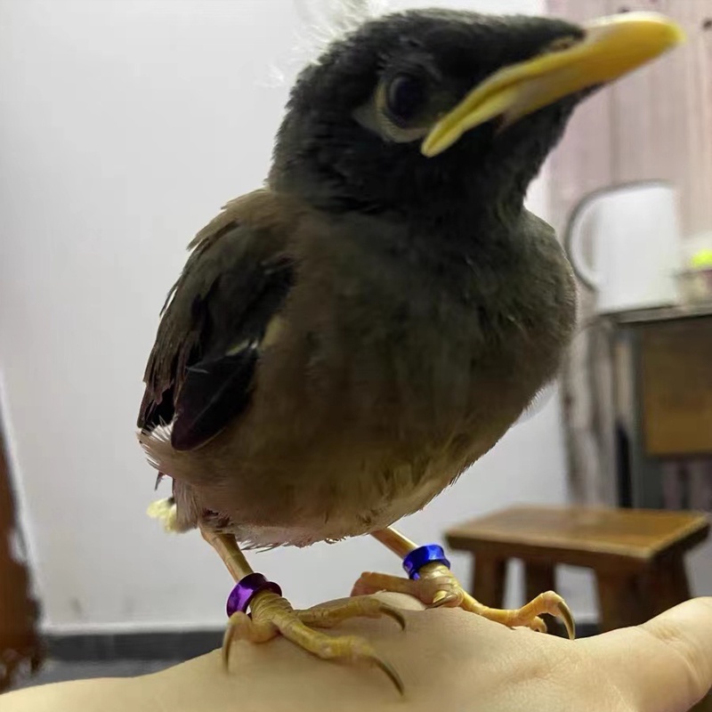 10pcs Vòng đeo chân chim bằng hợp kim nhôm, nhẫn đeo chân vẹt đủ size 4mm 5mm 6mm 7mm