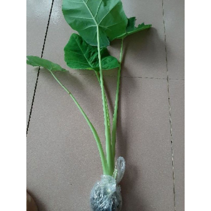 CÂY BẠC HÀ NẤU CANH