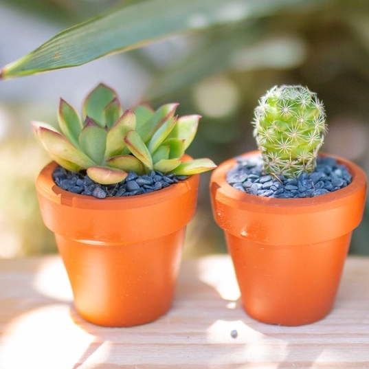 Combo 5 Sen Đá Kèm Chậu Siêu Xinh Thuần Khí Hậu Lỗi 1 Đổi 1
