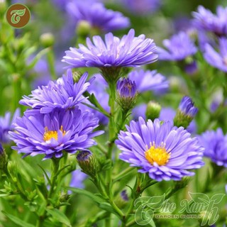 Hạt giống hoa Thạch Thảo Xanh tím
