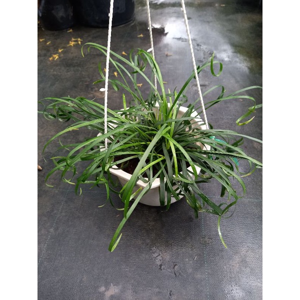 Cây ngãi quấn kéo khách