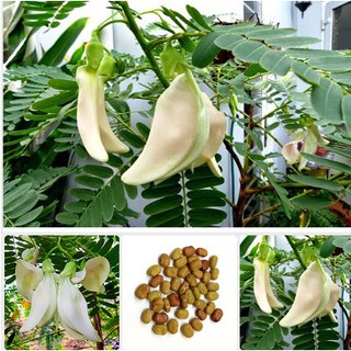 100 HẠT SU ĐŨA NHÀ VƯỜN