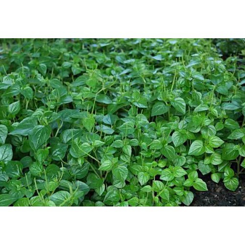 HẠT GIỐNG RAU CÀNG CUA 0.5g