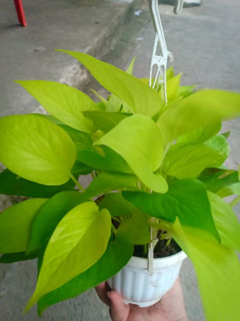 Cây Trầu Bà Vàng - KT: