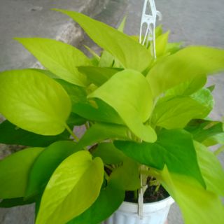 Cây Trầu Bà Vàng - KT: (BK30cm x C28cm)