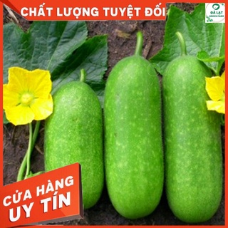 🥒HẠT GIỐNG BÍ ĐAO CHANH_15 HẠT🥒