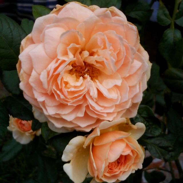 Si.My.Pham.Gia.Goc, Cửa hàng trực tuyến | BigBuy360 - bigbuy360.vn