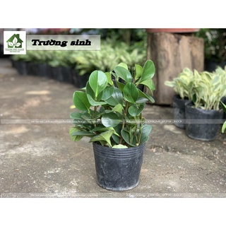 Cây Trường sinh phong thuỷ - TPX