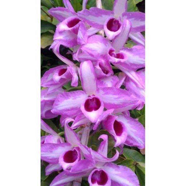 DÃ HẠC CHỚP MỸ HÀNG GIỐNG