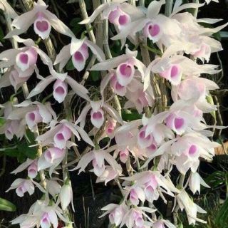 Phi điệp 5 cánh trắng họng hồng