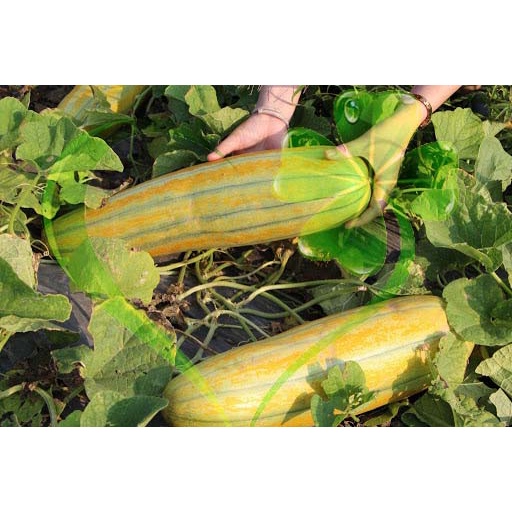 Hạt giống dưa gang trái dài - gói 5 gramMS229