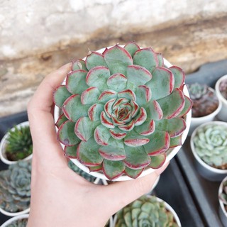 Sen đá viền đỏ cỡ to
