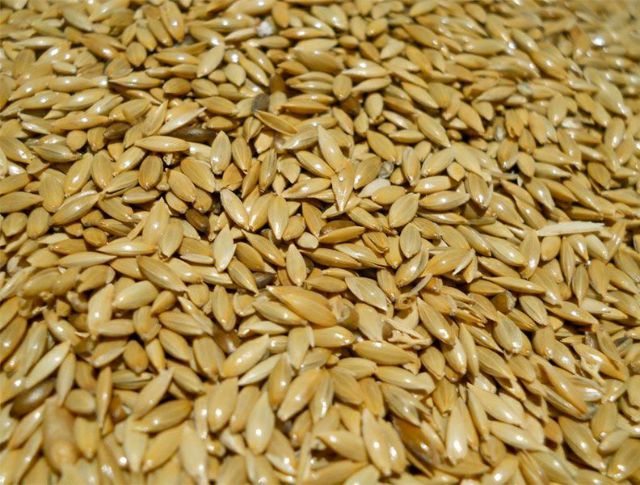 1KG HẠT LÁNG YẾN CHO YẾN PHỤNG, SẮC NHẬT MANH MANH, VẸT VÀ CHIM CẢNH