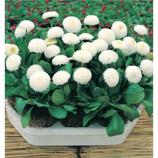 Hạt giống hoa cúc anh mix - 100 hạt (TẶNG gói kích thích hạt nảy mầm)